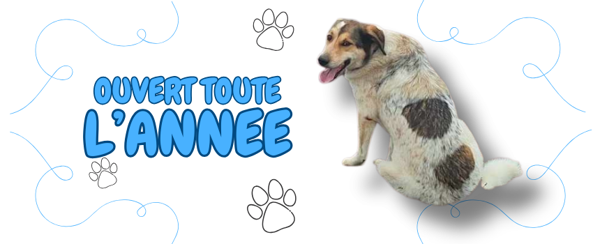 Rescue dog 7